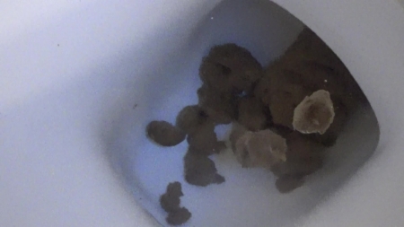 SexyScatForYou – Close up Shit toilet new scat porn video